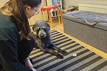 Vergrößert das Bild: "/realschule-wAssets/img/Viktoria_Logopaedie_Hund.jpeg"